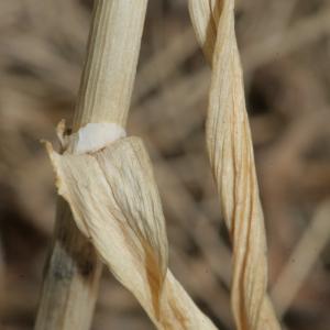 Photographie n°335912 du taxon Allium acutiflorum Loisel. [1809]