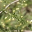  Errol Vela - Asparagus acutifolius L. [1753]