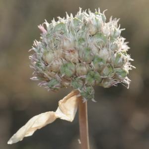 Photographie n°335927 du taxon Allium acutiflorum Loisel. [1809]