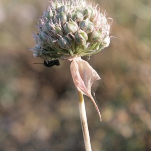 Photographie n°335928 du taxon Allium acutiflorum Loisel. [1809]