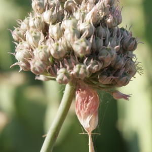 Photographie n°335929 du taxon Allium acutiflorum Loisel. [1809]