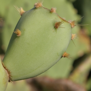 Photographie n°335931 du taxon Opuntia stricta (Haw.) Haw. [1812]