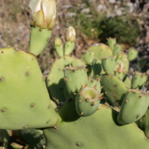 Photographie n°335932 du taxon Opuntia stricta (Haw.) Haw. [1812]