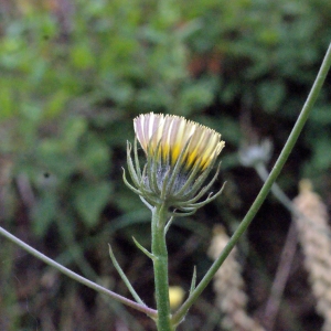 Photographie n°335959 du taxon Tolpis umbellata Bertol. [1803]