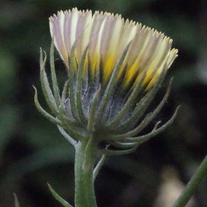 Photographie n°335960 du taxon Tolpis umbellata Bertol. [1803]