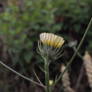 Photographie n°336166 du taxon Tolpis umbellata Bertol. [1803]