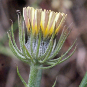 Schmidtia quercifolia Rchb. (Trépane en ombelle)