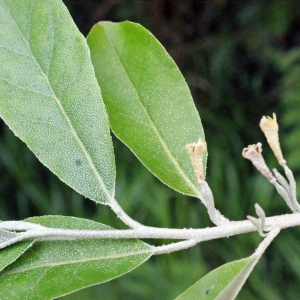 Photographie n°336175 du taxon Elaeagnus umbellata Thunb. [1784]