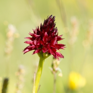 Photographie n°336408 du taxon Nigritella rhellicanii subsp. rhellicanii