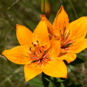 Photographie n°336411 du taxon Lilium bulbiferum L. [1753]