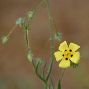 Photographie n°336415 du taxon Tuberaria guttata (L.) Fourr. [1868]