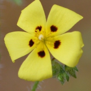 Photographie n°336417 du taxon Tuberaria guttata (L.) Fourr. [1868]
