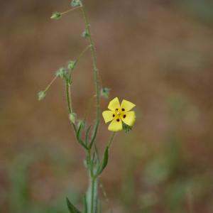 Photographie n°336418 du taxon Tuberaria guttata (L.) Fourr. [1868]
