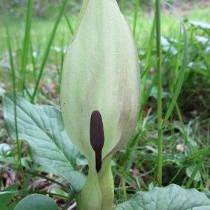 Photographie n°336428 du taxon Arum maculatum L.