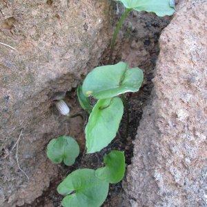 Photographie n°336434 du taxon Arisarum simorrhinum Durieu [1845]