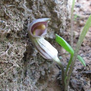 Photographie n°336435 du taxon Arisarum simorrhinum Durieu [1845]