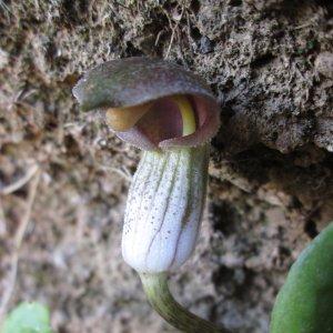 Photographie n°336436 du taxon Arisarum simorrhinum Durieu [1845]