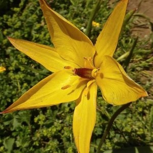 Photographie n°336480 du taxon Tulipa sylvestris subsp. australis (Link) Pamp.