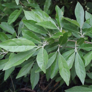 Photographie n°336489 du taxon Elaeagnus umbellata Thunb. [1784]