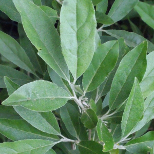 Photographie n°336490 du taxon Elaeagnus umbellata Thunb. [1784]