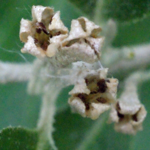 Photographie n°336494 du taxon Elaeagnus umbellata Thunb. [1784]