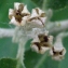  Liliane Roubaudi - Elaeagnus umbellata Thunb. [1784]