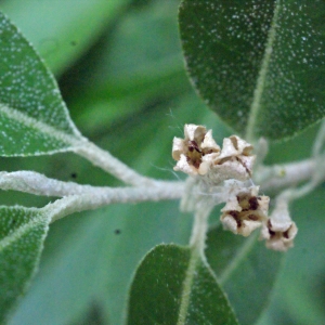 Photographie n°336495 du taxon Elaeagnus umbellata Thunb. [1784]