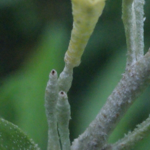 Photographie n°336496 du taxon Elaeagnus umbellata Thunb. [1784]