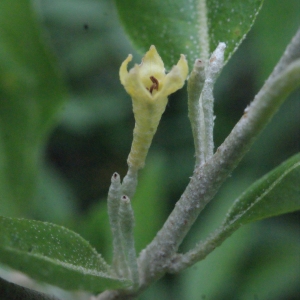 Elaeagnus umbellata Thunb. (Oléastre à ombelles)