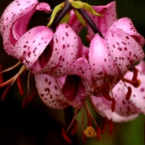 Photographie n°336511 du taxon Lilium martagon L.