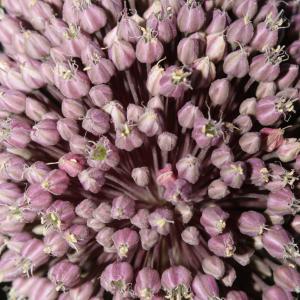 Photographie n°336536 du taxon Allium commutatum x Allium porrum