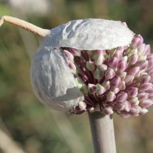 Photographie n°336541 du taxon Allium commutatum Guss. [1855]