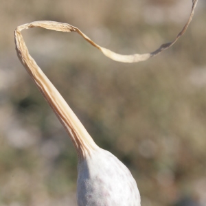 Photographie n°336548 du taxon Allium commutatum Guss. [1855]