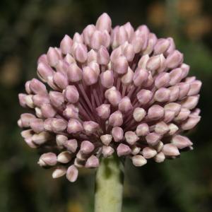 Allium willdii Heldr. (Ail des îles)