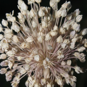 Photographie n°336557 du taxon Allium polyanthum Schult. & Schult.f. [1830]
