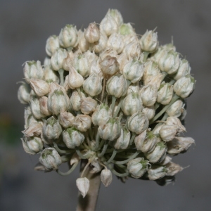 Photographie n°336559 du taxon Allium polyanthum Schult. & Schult.f. [1830]