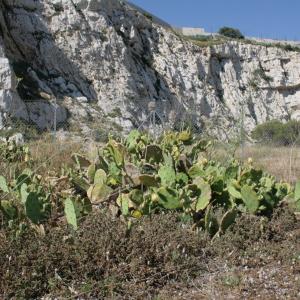 Photographie n°336570 du taxon Opuntia stricta (Haw.) Haw. [1812]