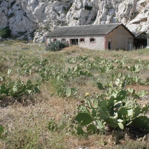 Photographie n°336571 du taxon Opuntia stricta (Haw.) Haw. [1812]