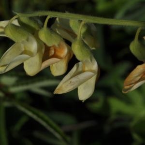 Photographie n°336611 du taxon Lathyrus ochraceus Kitt. [1844]