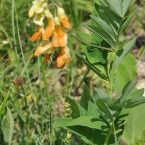 Photographie n°336613 du taxon Lathyrus ochraceus Kitt. [1844]