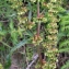  Liliane Roubaudi - Rumex conglomeratus Murray [1770]