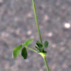 Photographie n°336792 du taxon Medicago italica (Mill.) Fiori [1921]