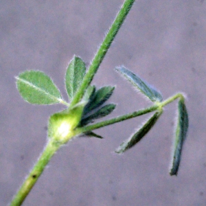 Photographie n°336797 du taxon Medicago italica (Mill.) Fiori [1921]