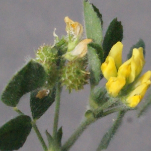 Photographie n°336798 du taxon Medicago italica (Mill.) Fiori [1921]