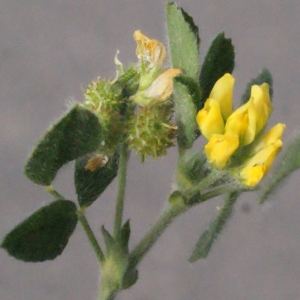 Photographie n°336799 du taxon Medicago italica (Mill.) Fiori [1921]