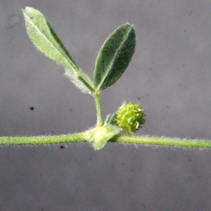 Photographie n°336800 du taxon Medicago italica (Mill.) Fiori [1921]