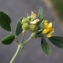  Liliane Roubaudi - Medicago italica (Mill.) Fiori [1921]