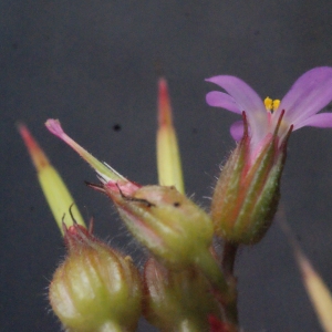 Photographie n°336808 du taxon Geranium purpureum Vill. [1786]