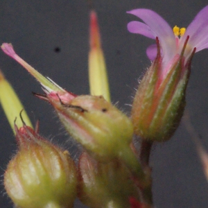 Photographie n°336809 du taxon Geranium purpureum Vill. [1786]