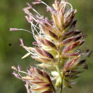 Photographie n°336836 du taxon Dactylis glomerata subsp. oceanica G.Guignard [1986]